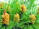 Food Grade Pine Flower Extract Organic Bulk Cell-Wall Broken Pine Pollen Powder
