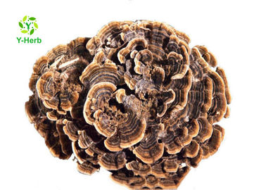 Turkey Tail Mushroom Extract Powder Trametes Coriolus Versicolor Polysaccharides Ingredients