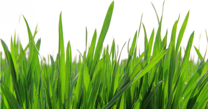 % 100 Suda Çözünür Toplu Yeşil Buğday Çim Suyu Tozu